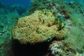 Die Koralle Cladocora caespitosa auf den Columbretes-Inseln ist die einzige riffbildende Korallenart im Mittelmeer. Die Koralle Cladocora caespitosa auf den Columbretes-Inseln ist die einzige riffbildende Korallenart im Mittelmeer.