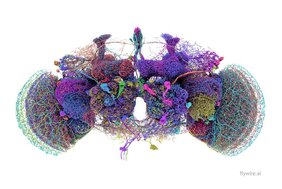 Die Rekonstruktion der 50 größten Neuronen des Konnektoms im Fliegengehirn.  