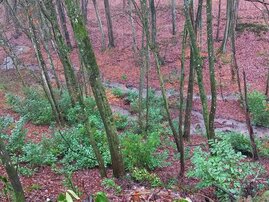 Kirschlorbeer im Wald