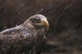 Seeadler Blei