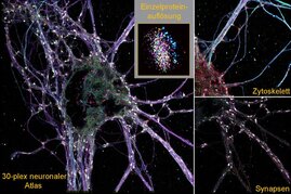 Neuronalenr Atlas mit 30 verschiedenen Proteinarten in einer räumlichen Auflösung, der durch die neue Methode SUM-PAINT visualisiert wurde.
