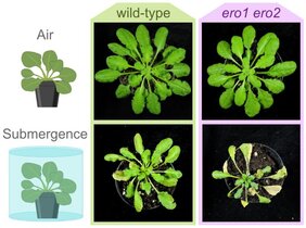 Arabidopsis-Wildtyp-Pflanzen