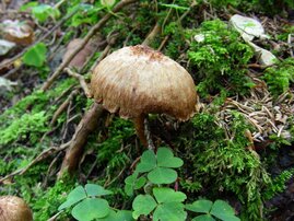 Risspilz im Wald  