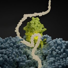 Die Illustration zeigt, wie der Nascent Polypeptide-Associated Complex (NAC, grün) am Ribosom (blau) der Aminosäurekette (weiß) dabei hilft, sich in ein Protein zu falten.