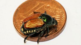 Japankäfer auf einer 1 Cent Münze