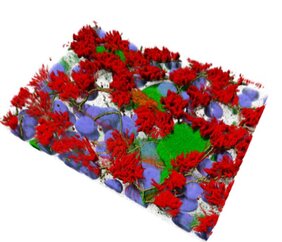 Eine 3D-Darstellung menschlicher Atemwegs-Zellkulturen