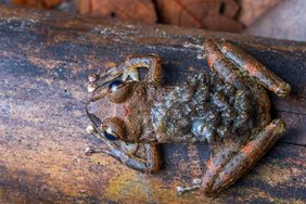 Cryptobatrachus boulengeri. 