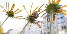 Kreuzspinne auf Blüte