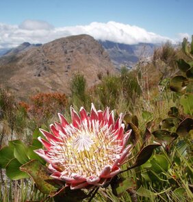 Königsprotea (Protea cynaroides), südafrikanische Nationalblume und eine der untersuchten Arten im südafrikanischen Fynbos.  