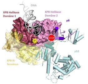Die beiden enzymatisch aktiven Bereiche von XPB (rosa/rot) werden halbmondförmig von p52/p8 (türkis/lila) umschlossen