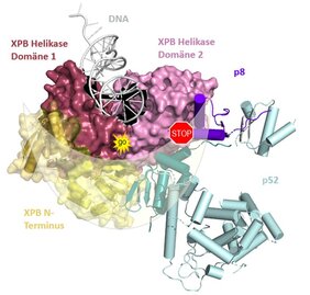Die beiden enzymatisch aktiven Bereiche von XPB (rosa/rot) werden halbmondförmig von p52/p8 (türkis/lila) umschlossen