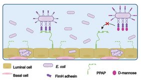 Die schematische Darstellung zeigt, dass sich E. coli über sein Adhäsin FimH an luminale Prostatazellen anlagert und so die Invasion einleitet. Diese Interaktion wird durch D-Mannose blockiert. Die schematische Darstellung zeigt, dass sich E. coli über sein Adhäsin FimH an luminale Prostatazellen anlagert und so die Invasion einleitet. Diese Interaktion wird durch D-Mannose blockiert.