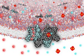 Die molekulare Darstellung zeigt die Doppelfunktion Die molekulare Darstellung zeigt die Doppelfunktion: Für einen reibungslosen Proteinabbau leitet das Protein SLC26A11 als Transporter den Sulfat-Abfall und als Kanal das anfallende Chlorid aus dem Lysosom heraus in das Zellinnere.