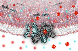 Die molekulare Darstellung zeigt die Doppelfunktion Die molekulare Darstellung zeigt die Doppelfunktion: Für einen reibungslosen Proteinabbau leitet das Protein SLC26A11 als Transporter den Sulfat-Abfall und als Kanal das anfallende Chlorid aus dem Lysosom heraus in das Zellinnere.