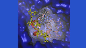 Grafische Darstellung des Proteins „Survivin“ (rot, rosa) und des maßgeschneiderten Liganden in Wasser 