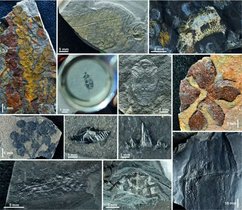 Fossilien aus dem Atacama See