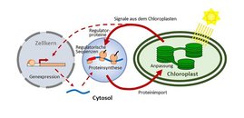 Chloroplasten lenken bei Veränderungen in der Umgebung die zytosolische Translation um, also die Herstellung von Proteinen im Zellplasma, was eine sofortige und schnelle Anpassung an die neuen Bedingungen ermöglicht. Grafik Chloroplasten Licht