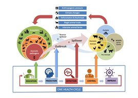 Management aktiver Zoonosen mit dem One Health Ansatz 