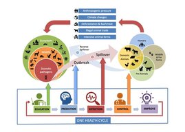 Management aktiver Zoonosen mit dem One Health Ansatz 