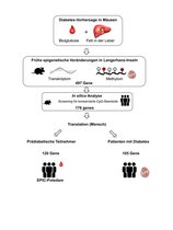 Die Forschenden haben frühe Veränderungen in DNA-Methylierungen in Diabetes-anfälligen Mäusen identifiziert und dann überprüft, welche davon sich beim Menschen vor der Diabetes-Diagnose nachweisen lassen.