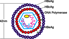 Schematischer Aufbau des HBV