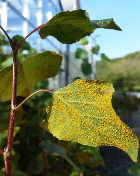 Schwarzpappel (Populus nigra) mit Rostpilzbefall