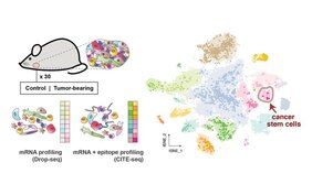 Die Forschenden sequenzierten mehr als 26.000 einzelne Zellen von gesunden Mäusen und Mäusen mit Speicheldrüsentumoren und erstellten einen umfassenden Zelllatlas.