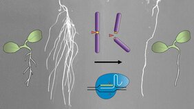 CRISPR-Kill  Pflanzen