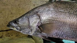 Der Nilbarsch (Latus niloticus) 