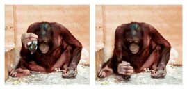 Orang-Utan nutzt im Experiment einen Stein als Schlagwerkzeug