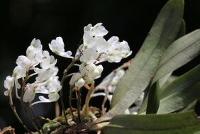 Orchideenart Rhipidoglossum pareense