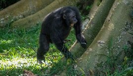 Männlicher Ostafrikanischer Schimpanse aus der Sonso-Gemeinschaft im Budongo-Wald 