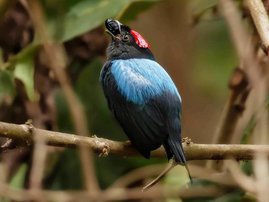 Männlicher Lanzettschwanzpipra (Chiroxiphia lanceolata) fotografiert auf Isla Boca Brava, Panama Männlicher Lanzettschwanzpipra (Chiroxiphia lanceolata) fotografiert auf Isla Boca Brava, Panama