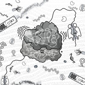 Ribosomen-Biosynthese in Archaeen