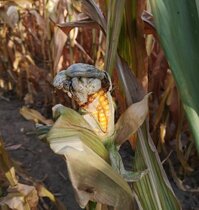 Maispflanze, die mit dem Pilz infiziert ist