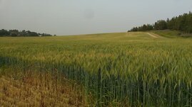 Weizenpflanze unter einschränkenden Lichtbedingungen