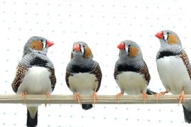 Koordiniert miteinander zu kommunizieren ist bei Zebrafinken sehr wichtig, die Tiere leben in größeren Schwärmen zusammen. Hier eine Gruppe von Männchen. 