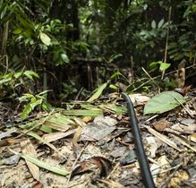 Die auf dem Boden verlegten Schläuche führen zu verschiedenen Messstellen im Amazonas-Regenwald