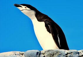 Portrait eines Zügelpinguins