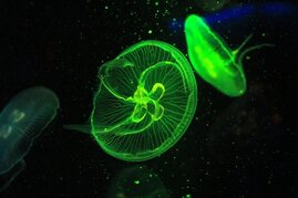 Das grün fluoreszierende Protein stammt ursprünglich aus einer Qualle