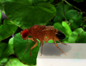 Die Taufliege Drosophila zeigt ihren Motivationszustand durch Entscheidungen zum Überklettern von Lücken im Laufpfad - im depressionsartigen Zustand klettert sie seltener.