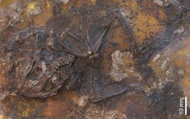 Skelett eines fossilen Frosches aus der Geiseltalsammlung