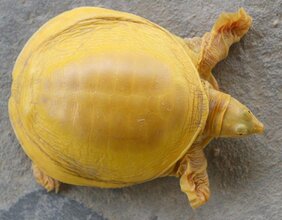 Die goldfarbige Indische Klappenweichschildkröte (Lissemys punctata)  