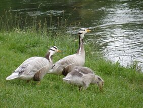 VBio, Landesbiologentag