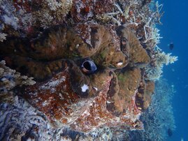 Riesenmuschel Tridacna gigas