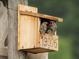 Spiegelrotschwanzweibchen füttert einen jungen Kuckuck