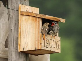 Spiegelrotschwanzweibchen füttert einen jungen Kuckuck