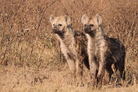 Tüpfelhyänen-Zwillingsbrüder wandern gerne in den gleichen Clan