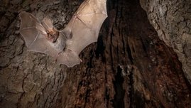 Schlitznasenfledermaus Nycteris thebaica beim Verlassen eines Baumquartiers Schlitznasenfledermaus Nycteris thebaica beim Verlassen eines Baumquartiers
