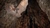 Schlitznasenfledermaus Nycteris thebaica beim Verlassen eines Baumquartiers Schlitznasenfledermaus Nycteris thebaica beim Verlassen eines Baumquartiers